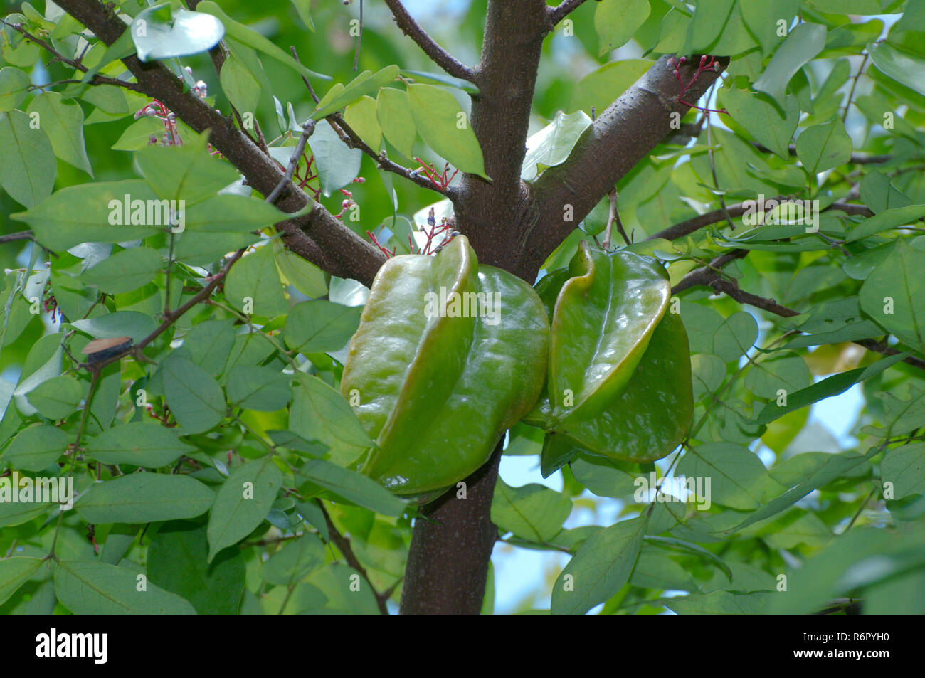 Star fruit, carambola (Averrhoa carambola), Taman Negara National Park, Malaysia, Southeast Asia Stock Photo