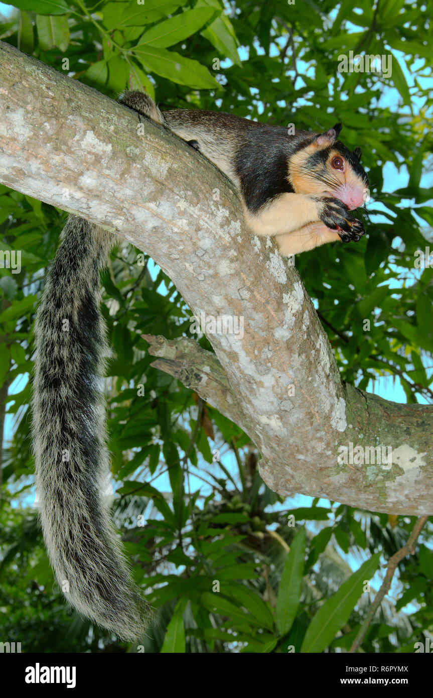 Indian giant squirrel or Malabar giant squirrel (Ratufa indica) He is sitting on a branch and something to eat, Hikkaduwa, Sri Lanka, South Asia Stock Photo