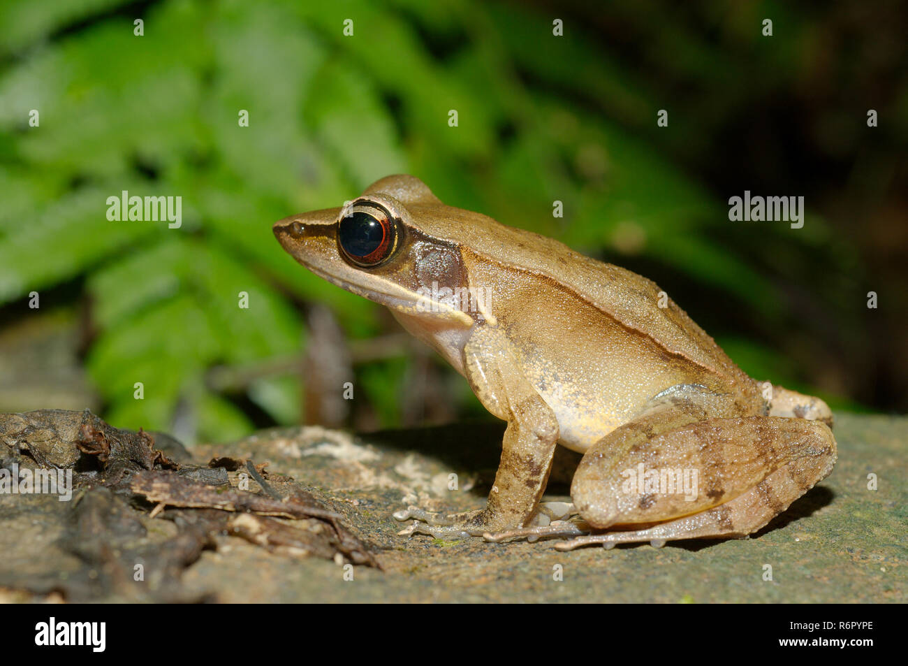 tropical frog (Hylarana Tschudi) sitting on the forest ground, Sinharaja Forest Reserve, national park, Sinharaja, Sri Lanka, South Asia Stock Photo