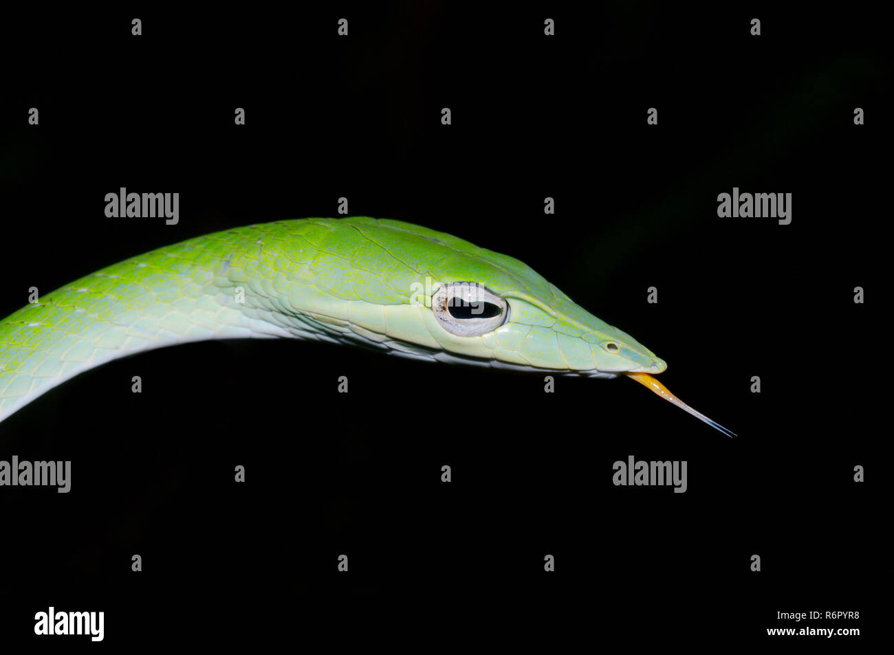 Long-nosed Tree Snake, Green vine snake, Long-nosed Whip Snake or Asian vine snake (Ahaetulla nasuta) Sinharaja Forest Reserve, national park, Sinhara Stock Photo