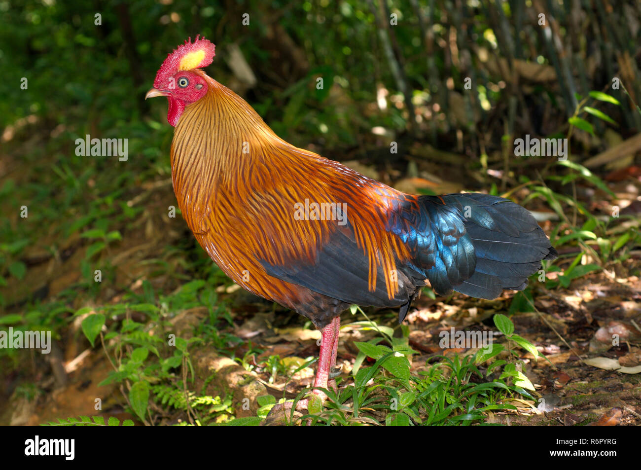 Sri Lankan Junglefowl Or Ceylon Junglefowl (Gallus Lafayetii) Walking ...