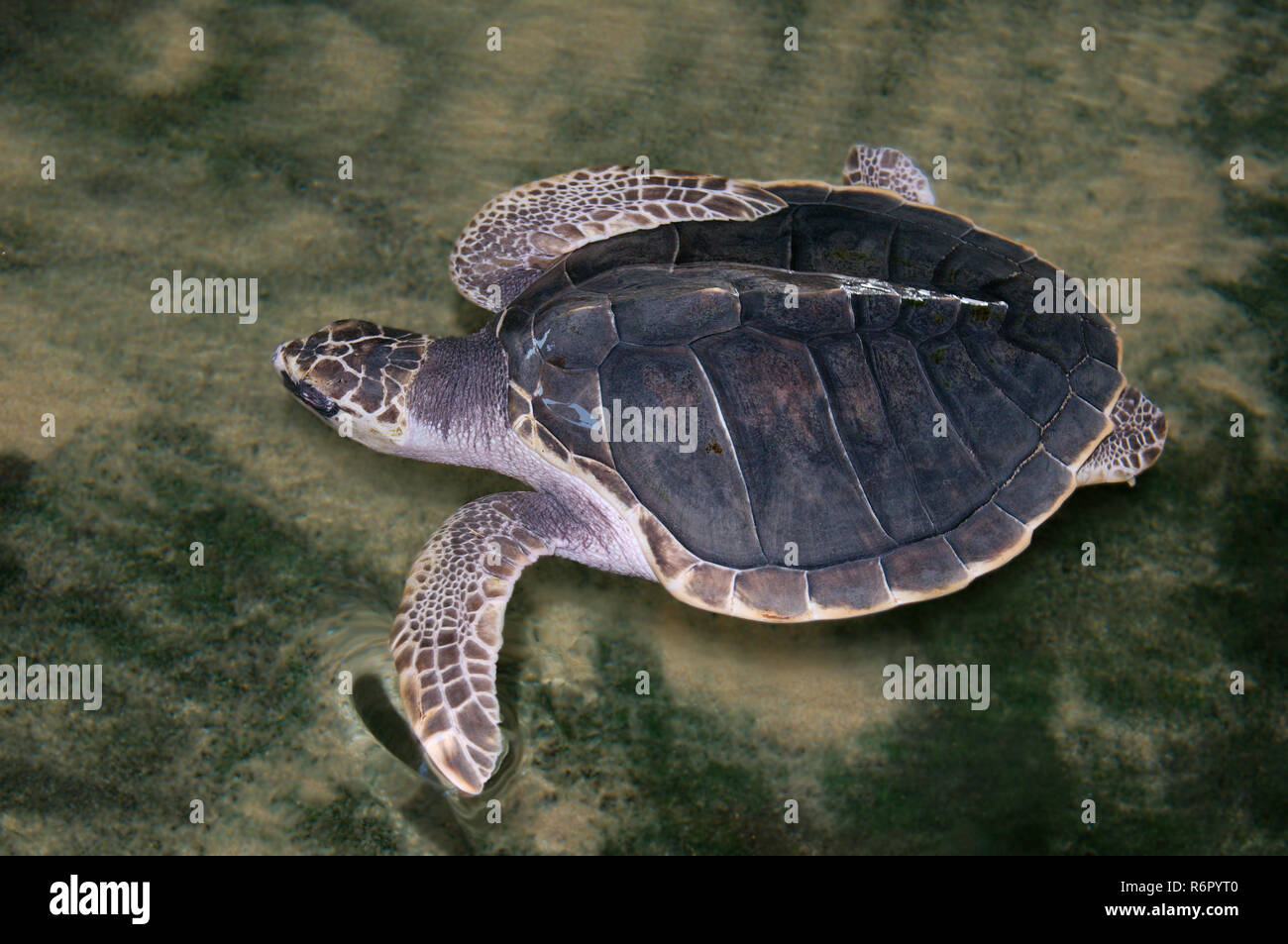 Young Pacific Ridley Sea Turtle, Olive Ridley Sea Turtle Or Olive ...