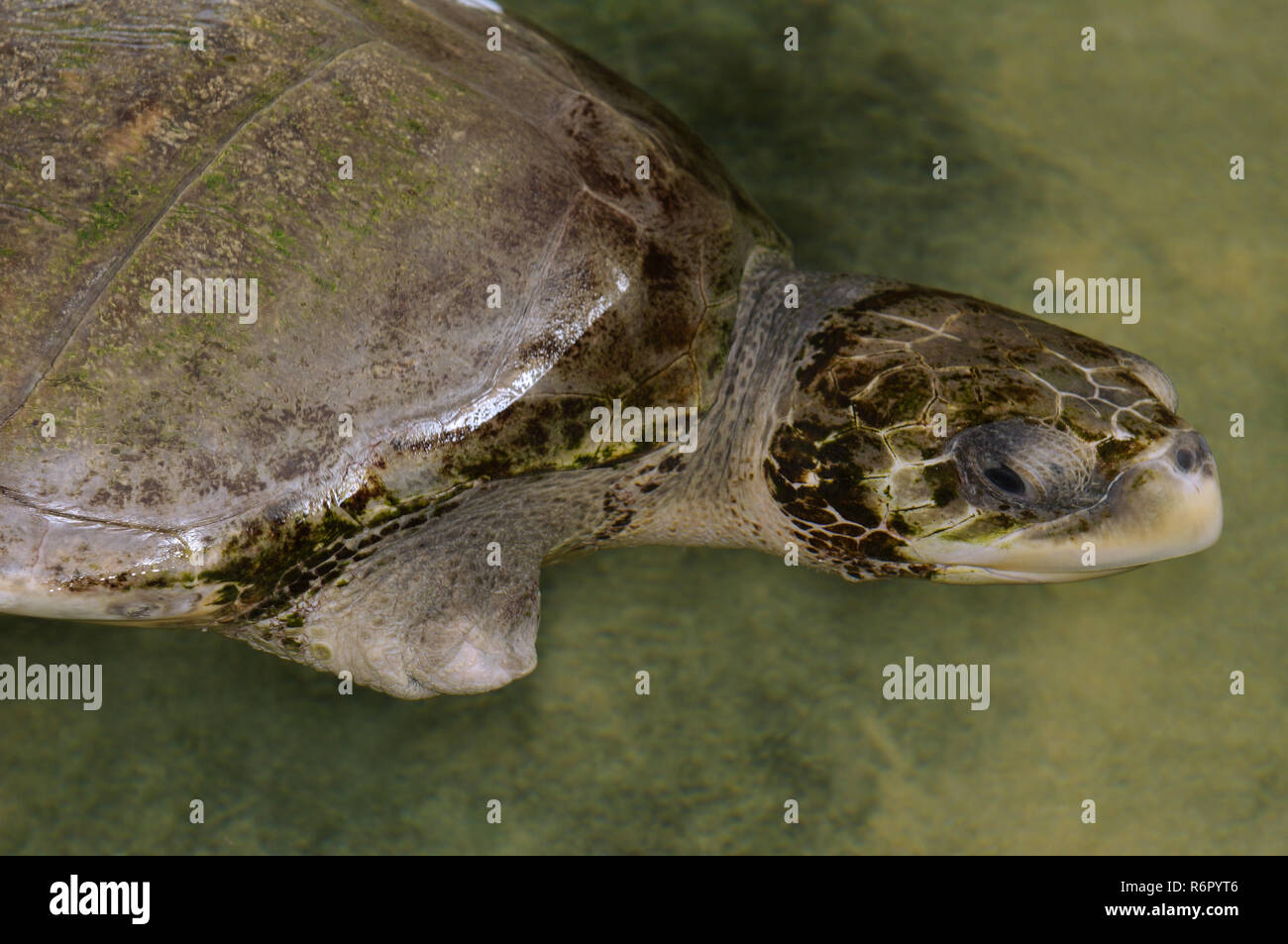 wounded (one without fin) Pacific ridley sea turtle, olive ridley sea turtle or Olive Ridely (Lepidochelys olivacea) swim in the shallow waters, India Stock Photo