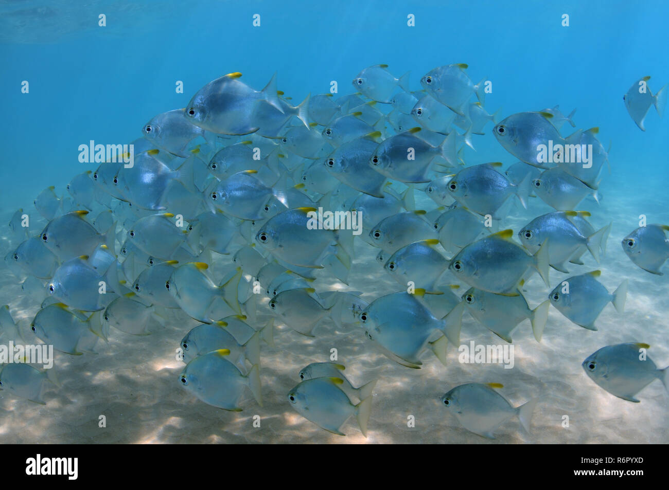 school of fish silver moony', silver moonfish, fingerfish, Mono, diamond moonfish or Malayan angel (Monodactylus argenteus) Indian Ocean, Hikkaduwa, S Stock Photo