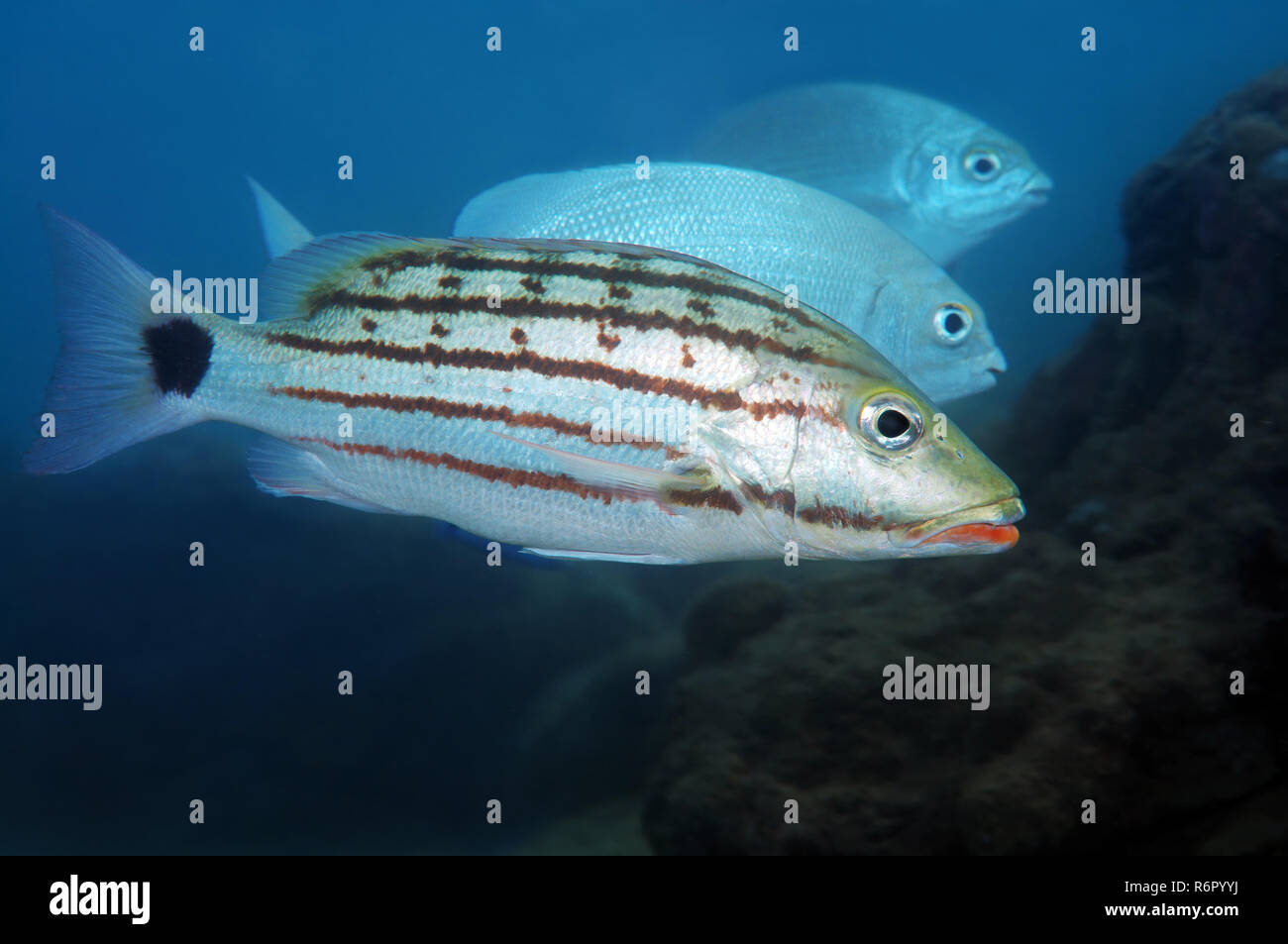 Checkered seaperch, Chequered snapper, Cross-banded snapper, Crossbanded snapper or checkered snapper (Lutjanus decussatus) Indian Ocean, Hikkaduwa, S Stock Photo