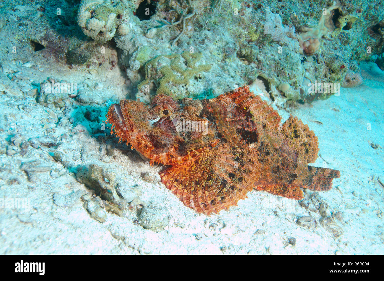 Flathead scorpionfish, tasseled scorpionfish, or small-scaled scorpionfish (Scorpaenopsis oxycephala), Red sea, Egipt, Africa Stock Photo