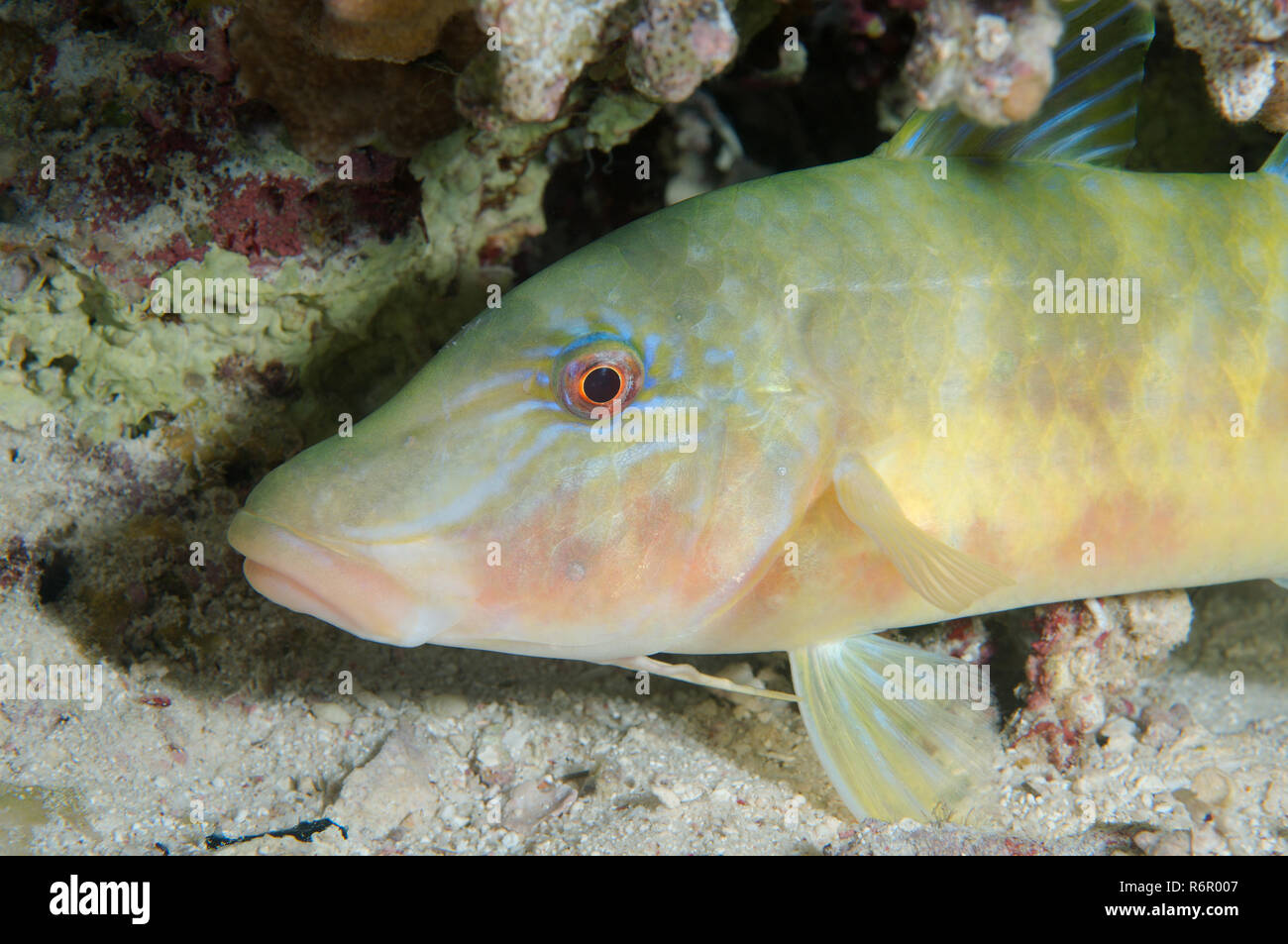 Goldsaddle goatfish hi-res stock photography and images - Alamy