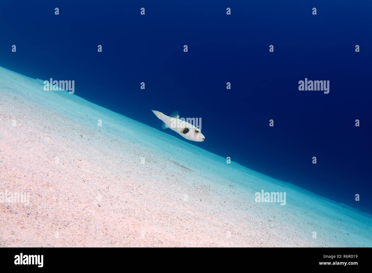 White-spotted puffer, Broadbarred toadfish, Stars and stripes puffer, Whitespotted blaasop or Stripedbelly blowfish (Arothron hispidus) swims over a s Stock Photo