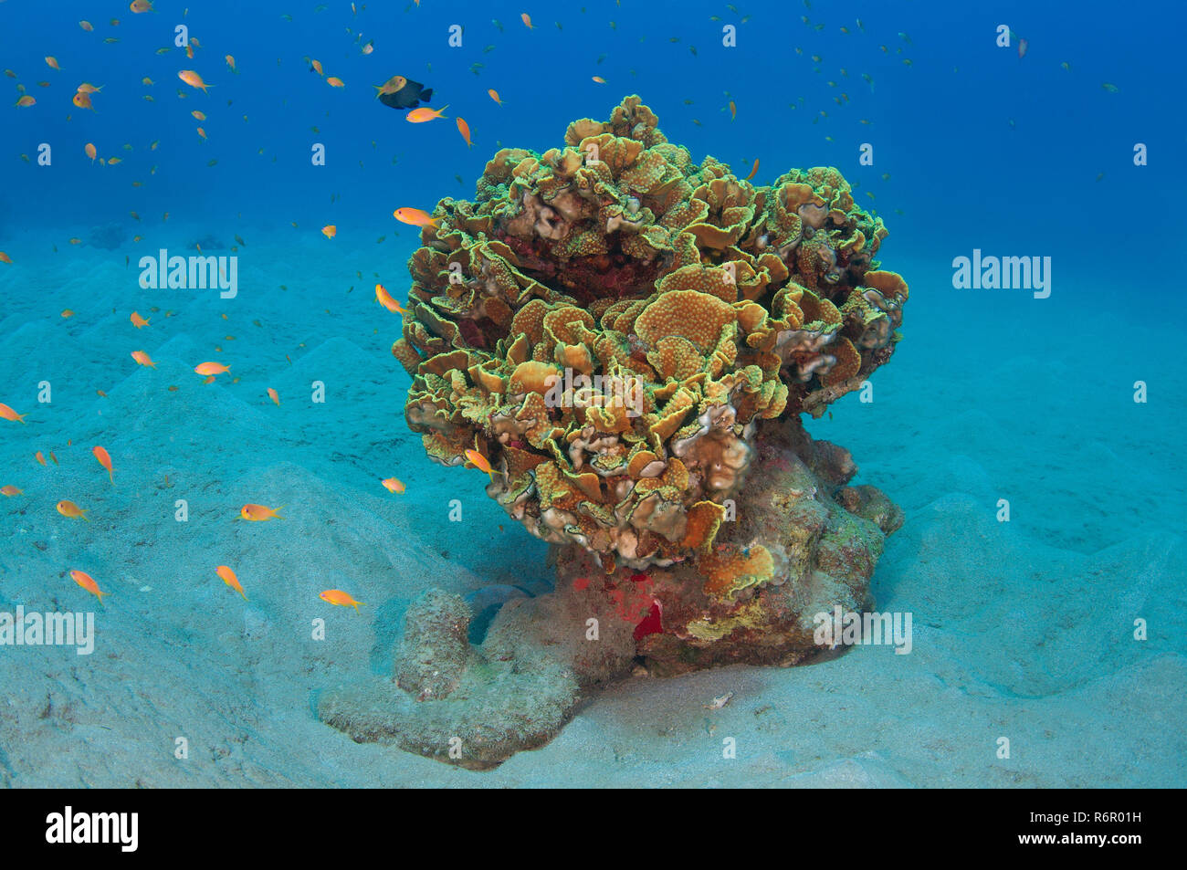 Bright orange school of fish Longspine anthias, lyretail coralfish, lyretail anthias, sea goldie or scalefin anthia (Pseudanthias squamipinnis) swims  Stock Photo