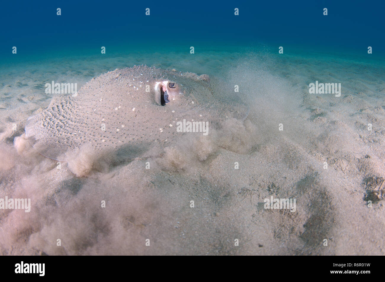 Round ribbontail ray, Black spotted ray, Black-blotched stingray, Fantail stingray or Giant reef ray (Taeniura meyeni) It raises a cloud of dust for m Stock Photo
