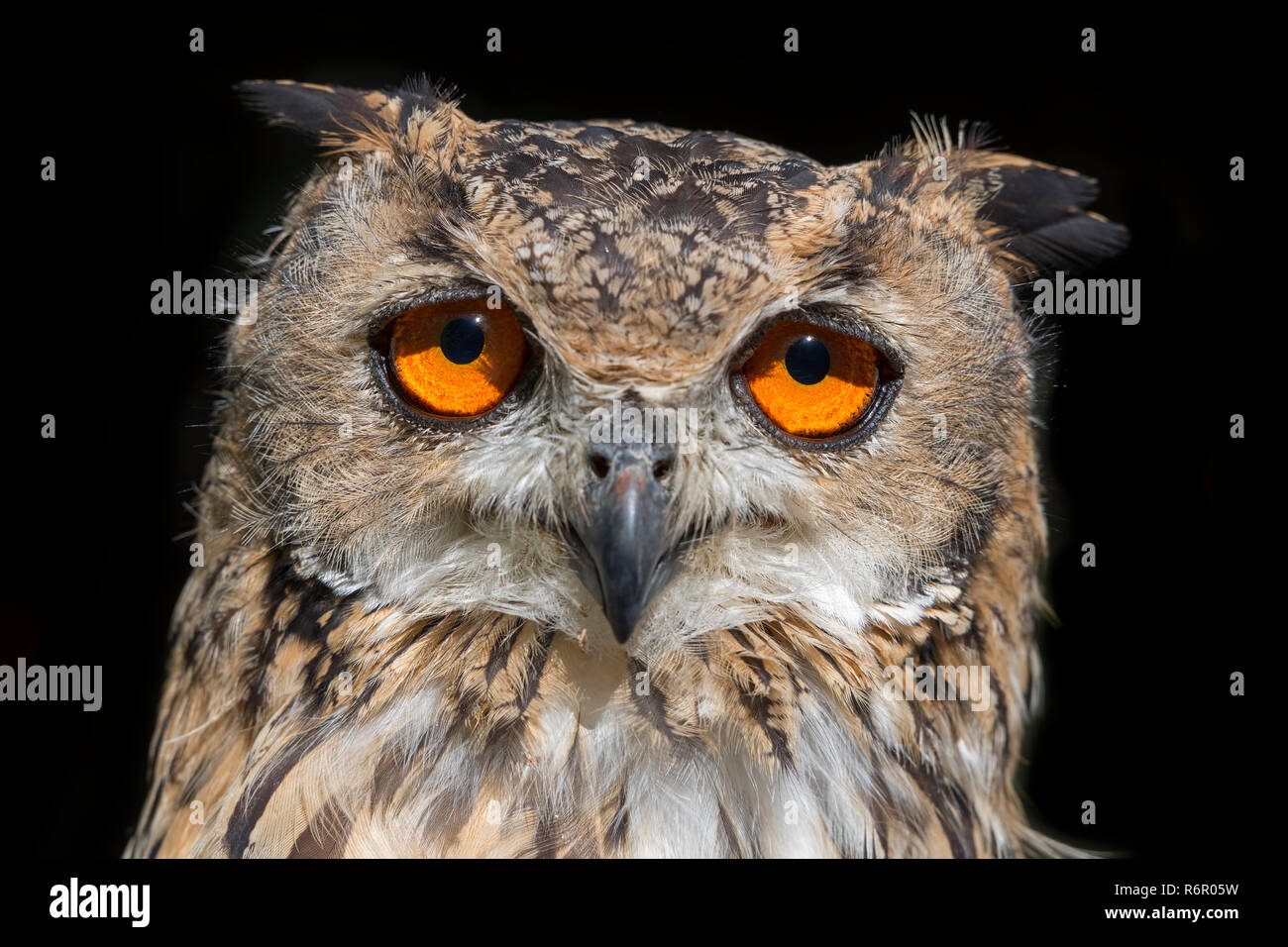 Europäischer Uhu (Bubo bubo), captive, Porträt Stock Photo