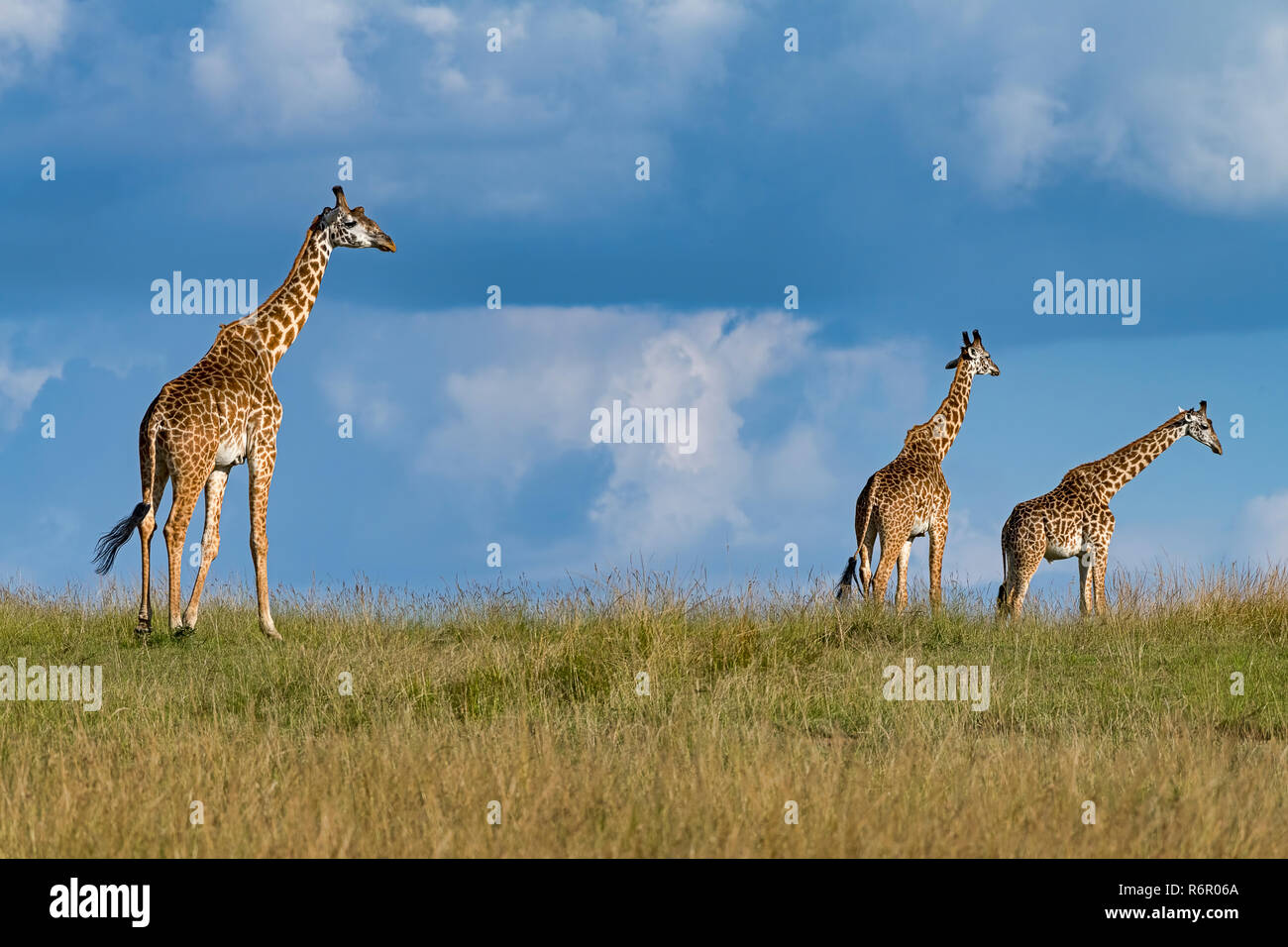 Giraffen (Giraffa camelopardalis), 3 Tiere in der Savanne, Masai Mara, Kenia Stock Photo