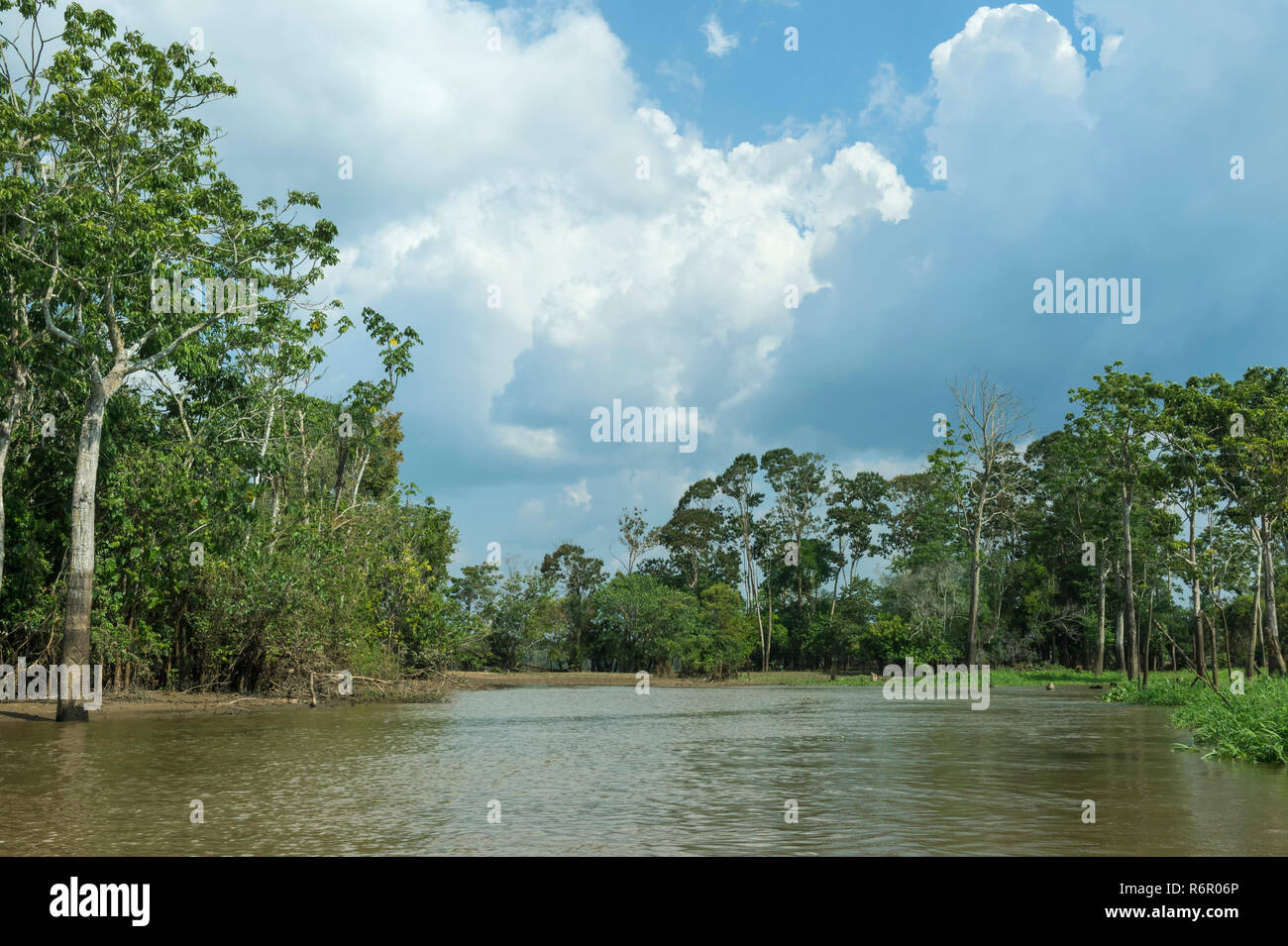 Flooded forest, Amazon river, Amazona state, Brazil Stock Photo - Alamy