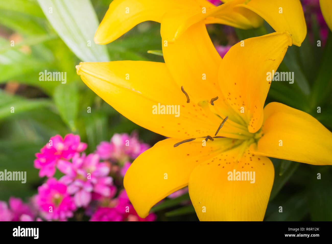 The background image of the colorful flowers Stock Photo - Alamy