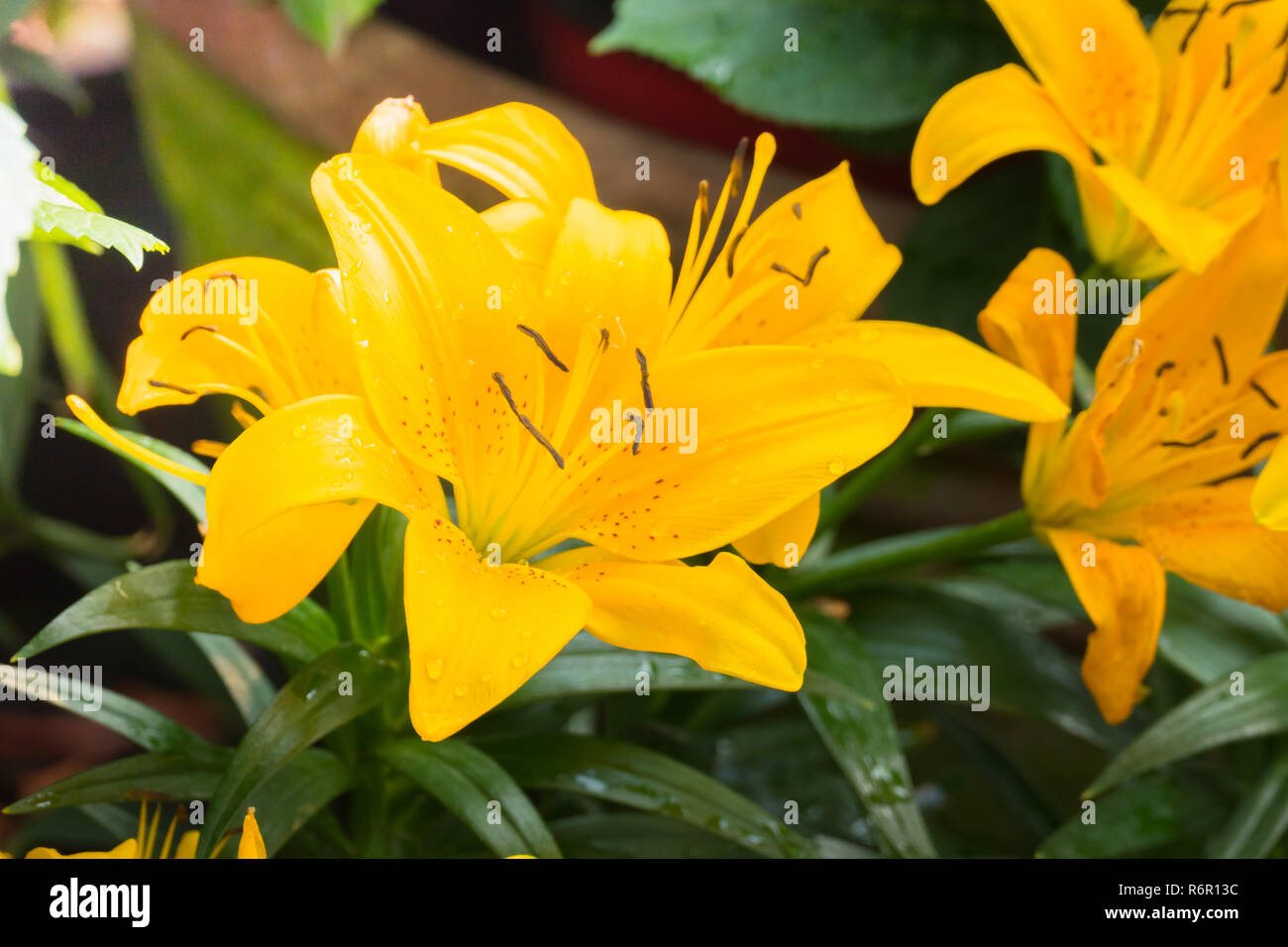 The background image of the colorful flowers Stock Photo - Alamy