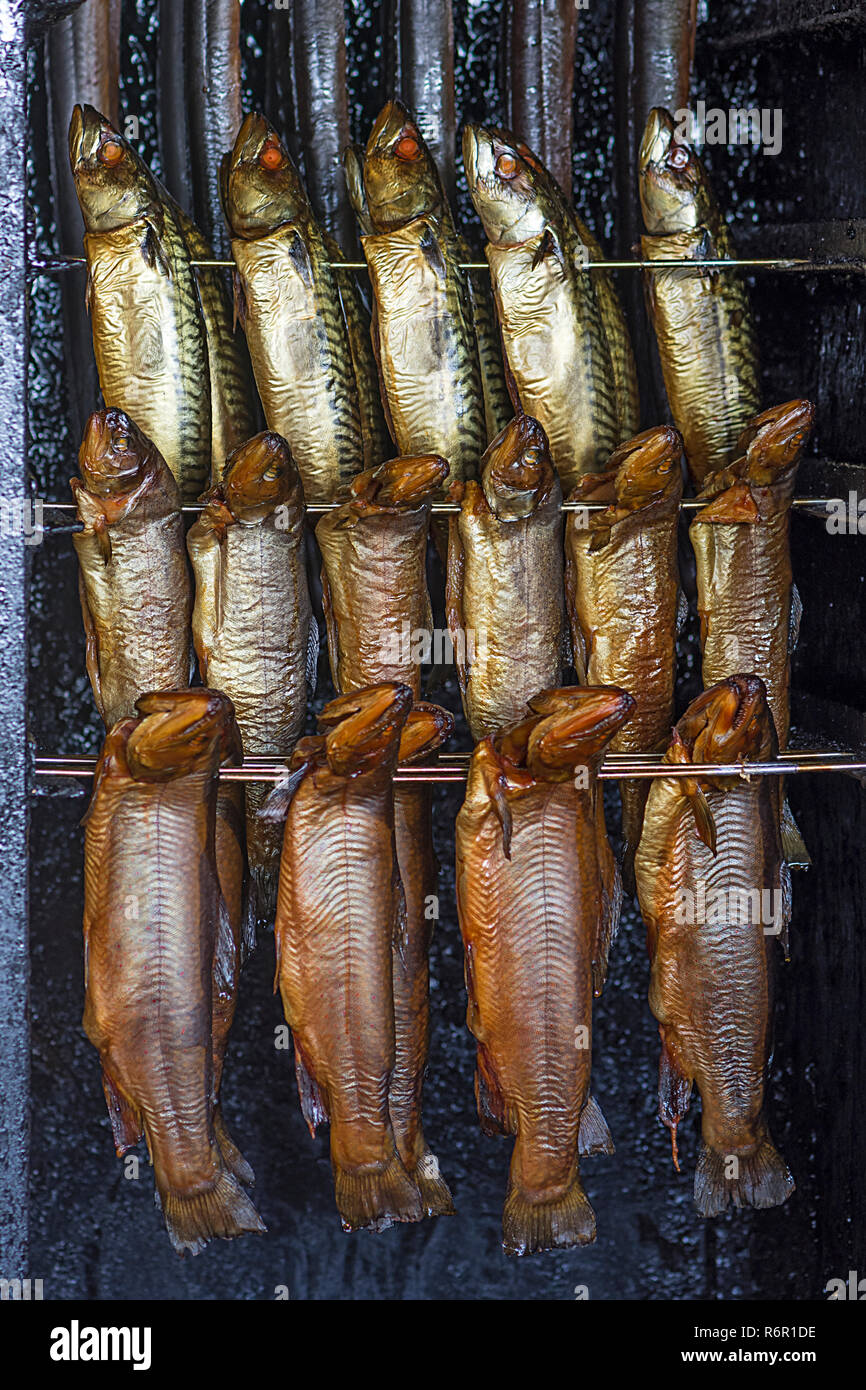 Smoked Atlantic mackerels (Scomber scombrus) in the smoking cabinet, Germany Stock Photo