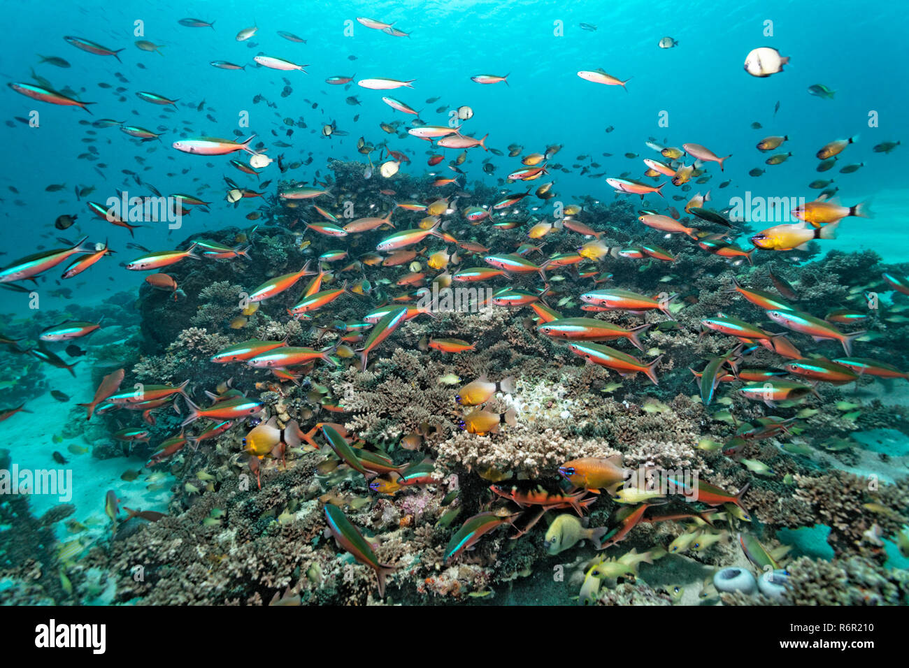 Schwarm, Fischschwarm, Neonfüsilier, (Pterocaesio tile), schwimmt über Korallenriff, Saparua, Insel, Molukken, Banda See, Pazifik, Indonesien | Shoal, Stock Photo