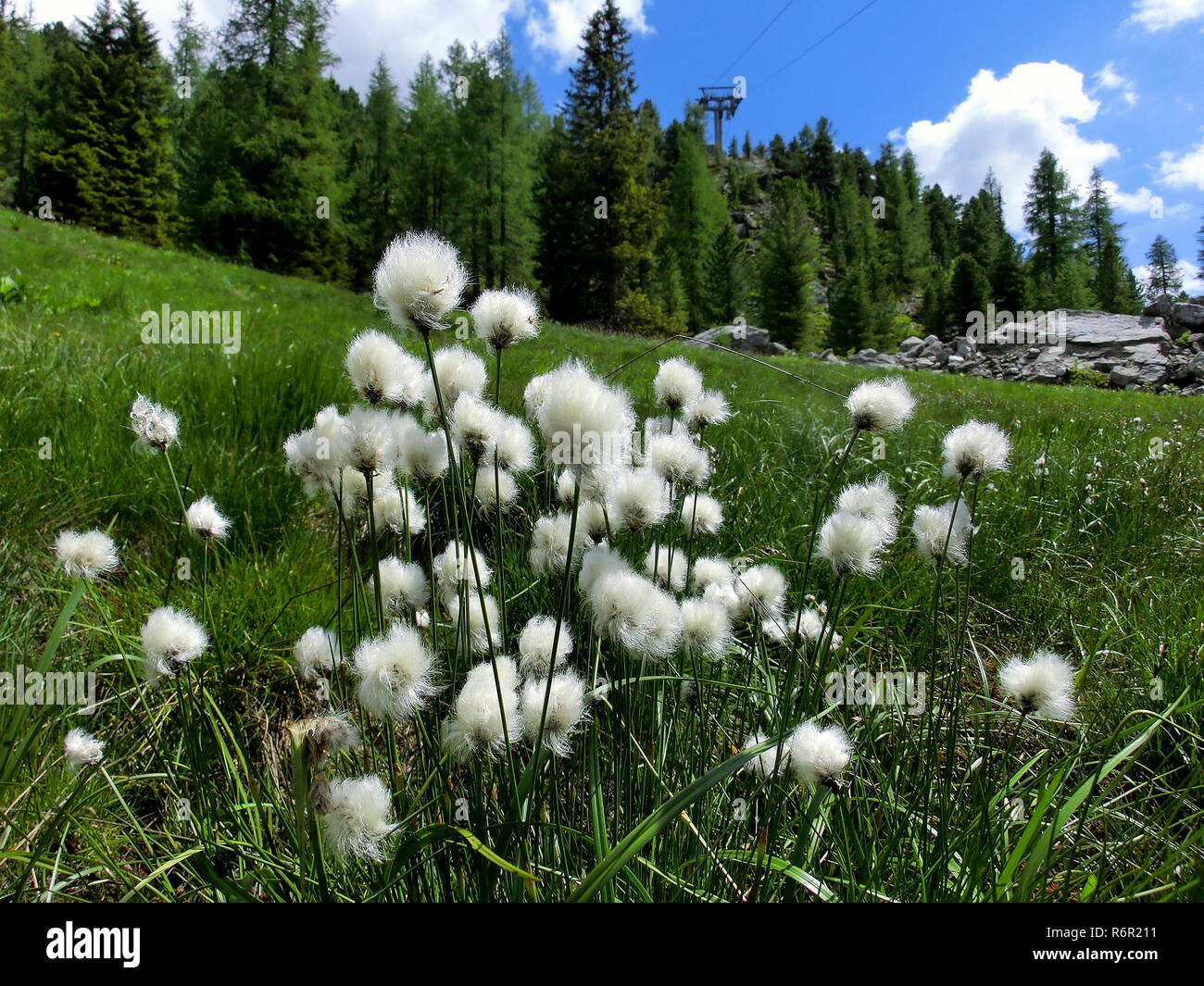 cottongrass in a beautiful landscape Stock Photo