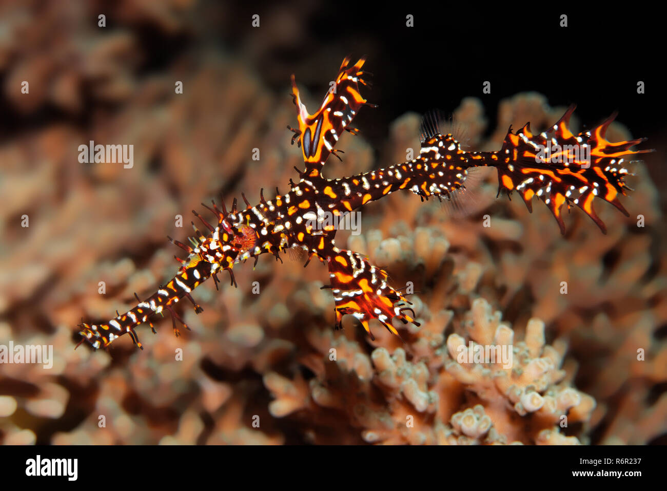 Schmuck Geisterpfeifenfisch, (Solenostomus paradoxus), schwimmt über Agropora Koralle, Agropora sp.), Saparua, Insel, Molukken, Banda See, Pazifik, In Stock Photo