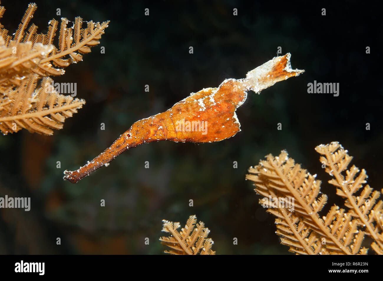 Robuster Geisterpfeifenfisch, (Solenostomus cyanopterus), schwimmt zwischen Ungleicher Feder, Hydroid, (Aglaophenia cupressina), Saparua, Insel, Moluk Stock Photo