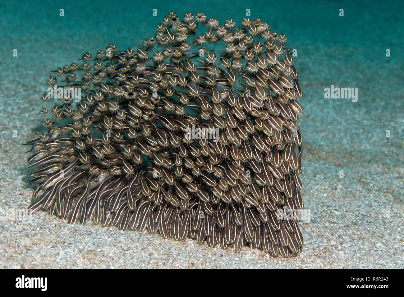 Schwarm, jung, Gestreifter Korallenwels, (Plotosus lineatus), schwimmt in herzform über Sandgrund, Saparua, Insel, Molukken, Banda See, Pazifik, Indon Stock Photo