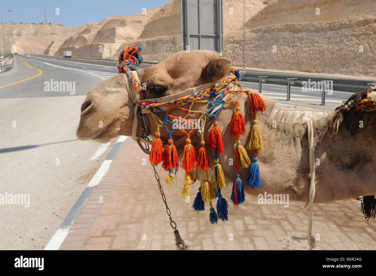 Portrait of a camel velvety snout on Israel highway 90 at busy junction to Qaser El Yahud in barren unproductive desolate part of country. Stock Photo