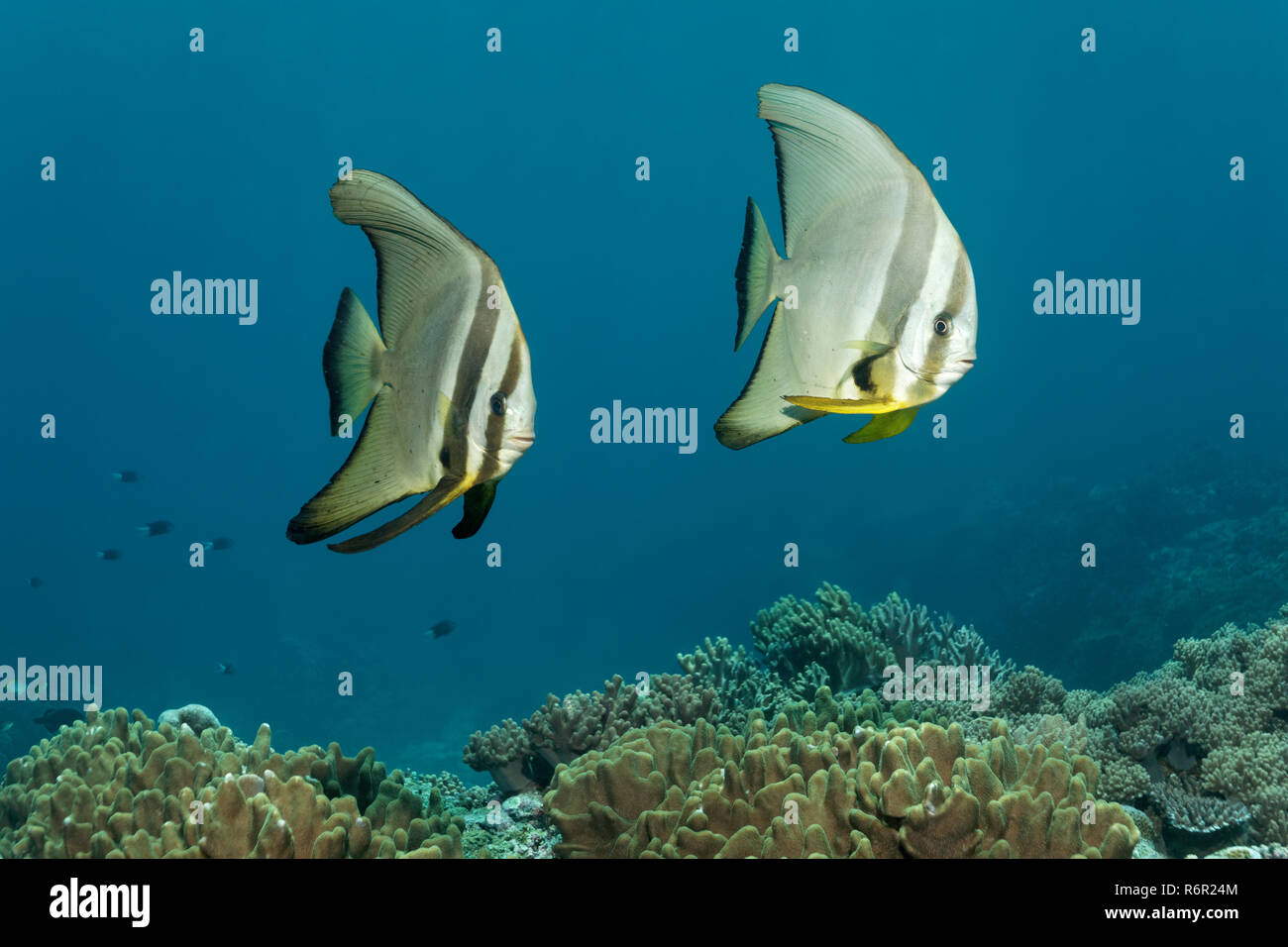 Langflossen Fledermausfisch, (Platax teira), schwimmen über Korallenriff, Saparua, Insel, Molukken, Banda See, Pazifik, Indonesien | Longfin Batfish,  Stock Photo