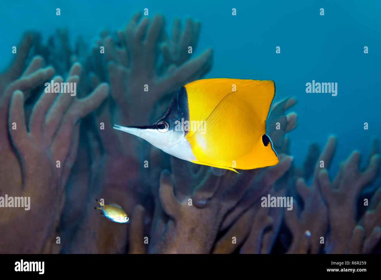 Gelber Masken Pinzettfisch, (Forcipiger flavissimus) schwimmt über Korallenriff, Saparua, Insel, Molukken, Banda See, Pazifik, Indonesien | Yellow Lon Stock Photo