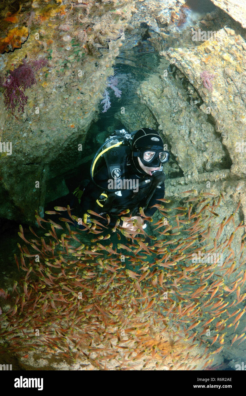 A diver and Glassy Sweepers (Pempheris schomburgkii) in the ship's hold shipwreck 'SS Dunraven', Red Sea, Egypt Stock Photo