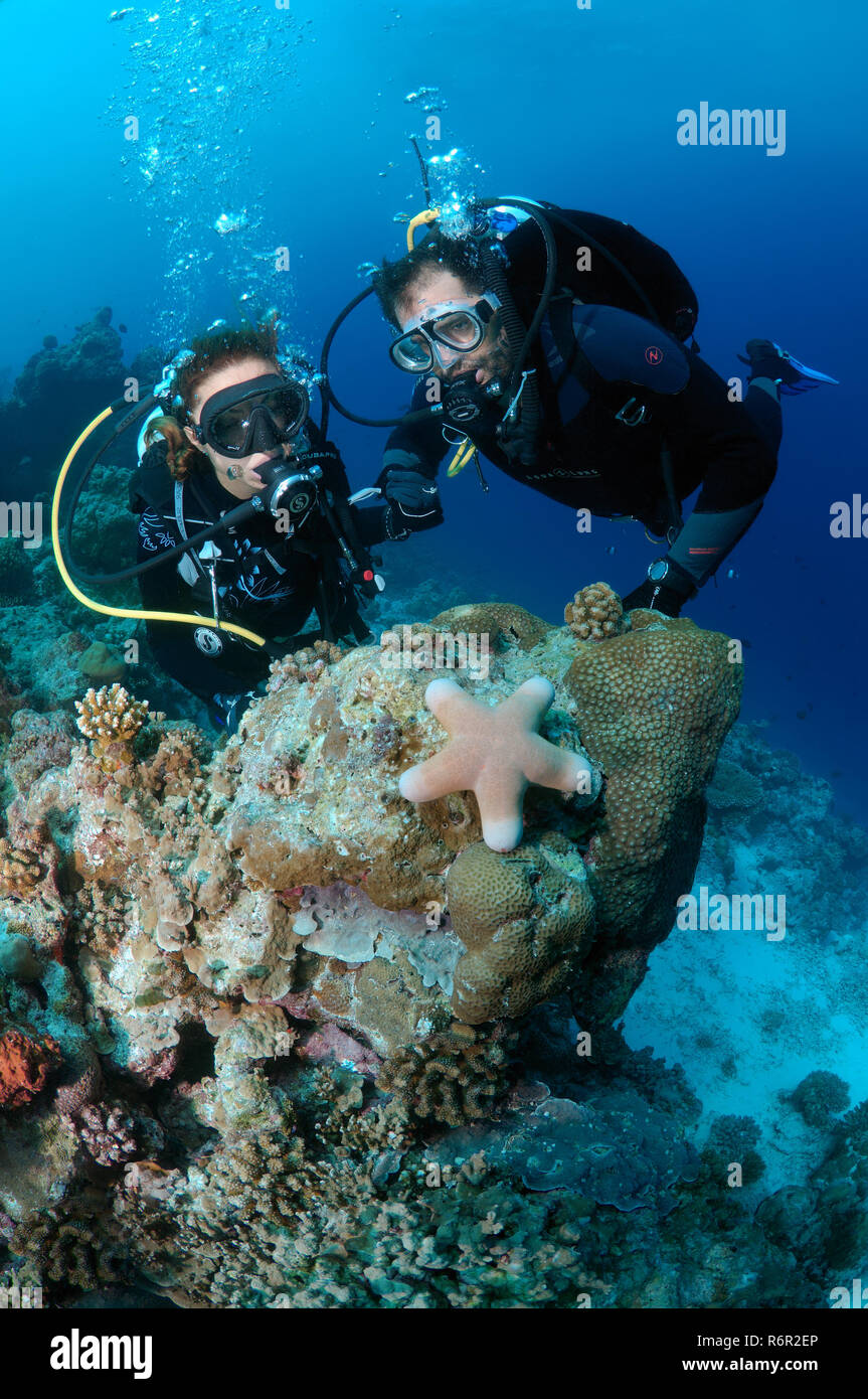 Young couple divers look at granulated sea star (Choriaster granulatus), Indian Ocean, Maldives Stock Photo