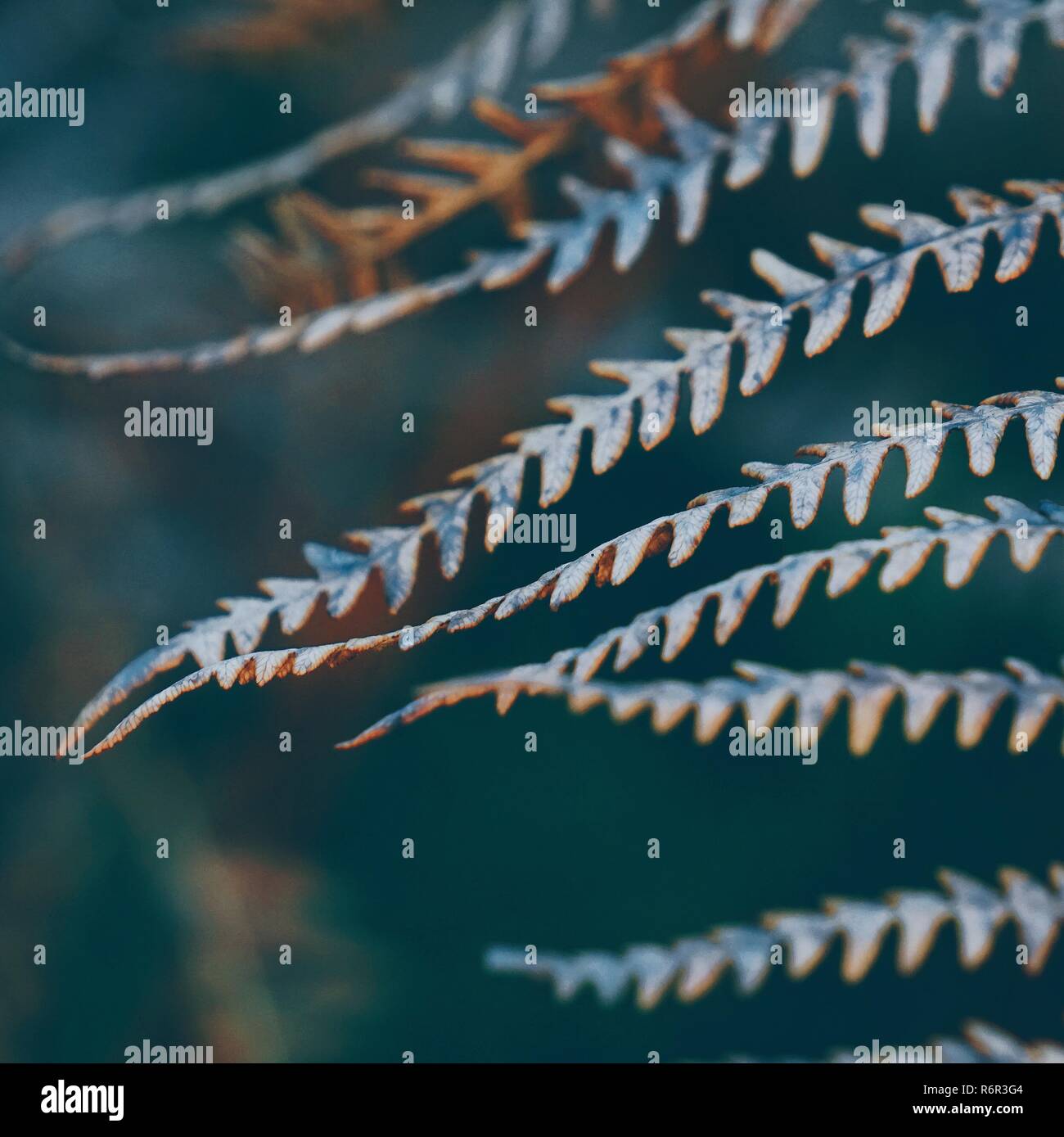 the abstract brown fern leaves Stock Photo Alamy