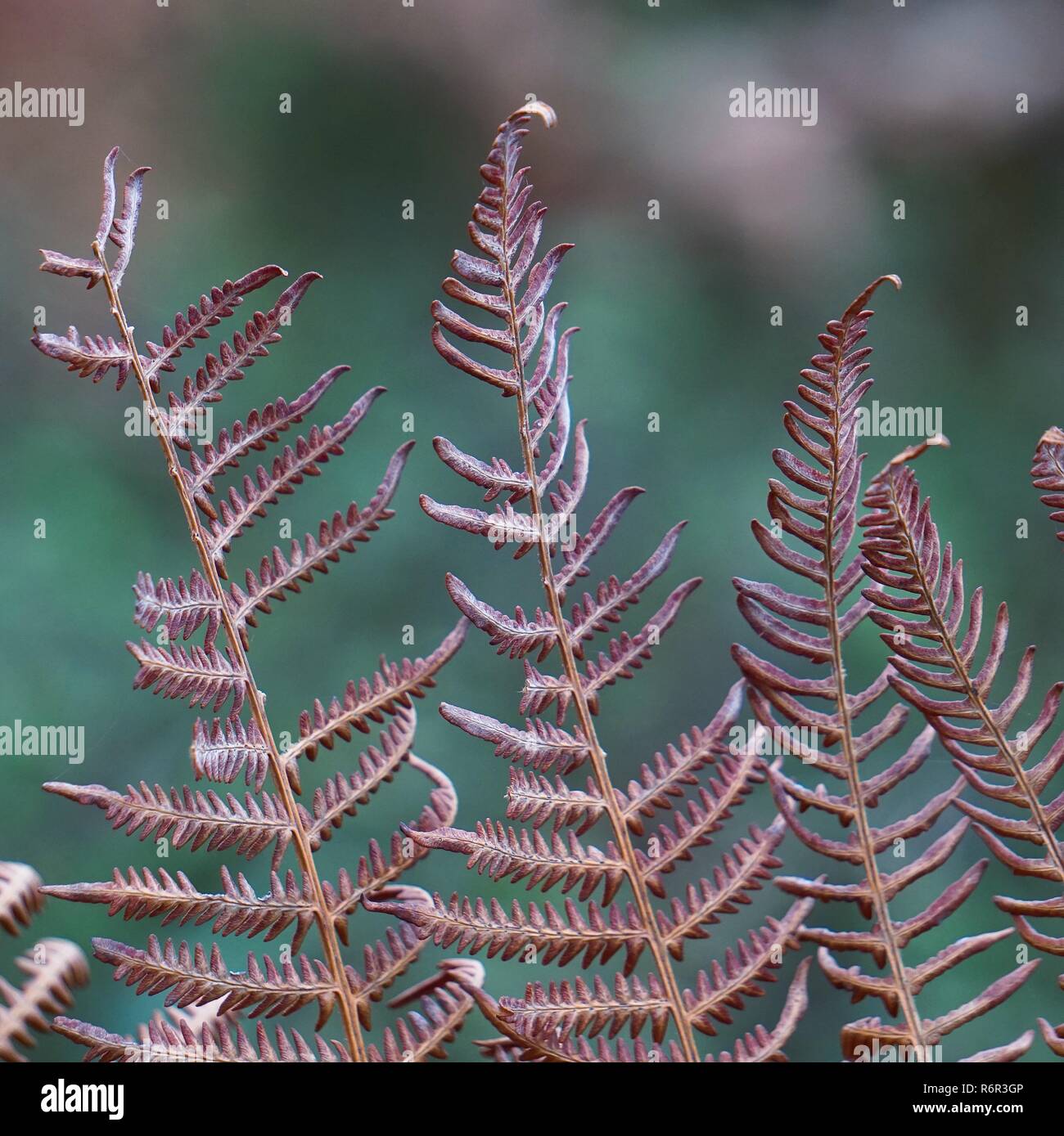 the abstract brown fern leaves Stock Photo Alamy