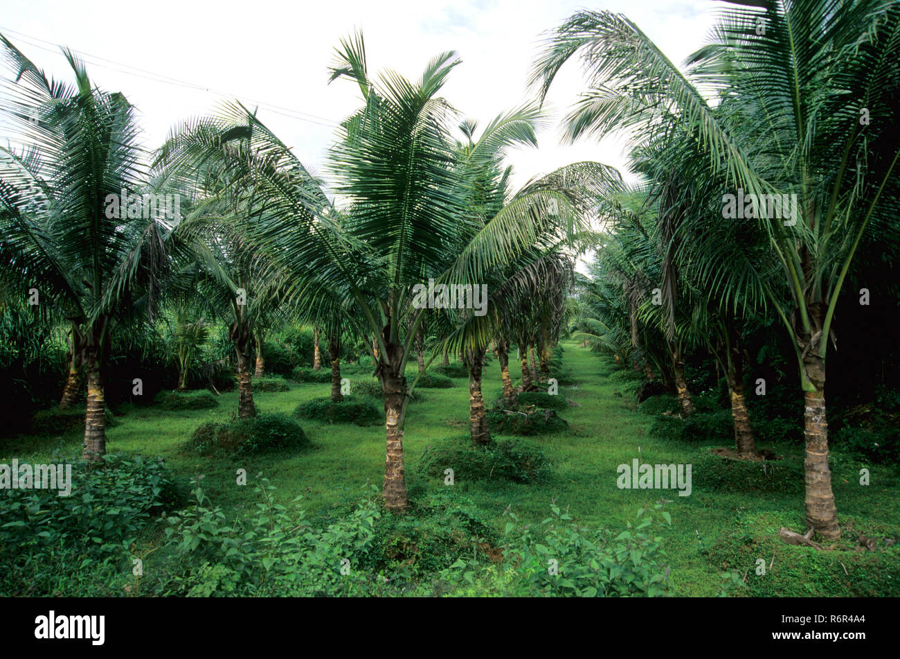 Coconut Trees, Deogad, Maharashtra, India Stock Photo