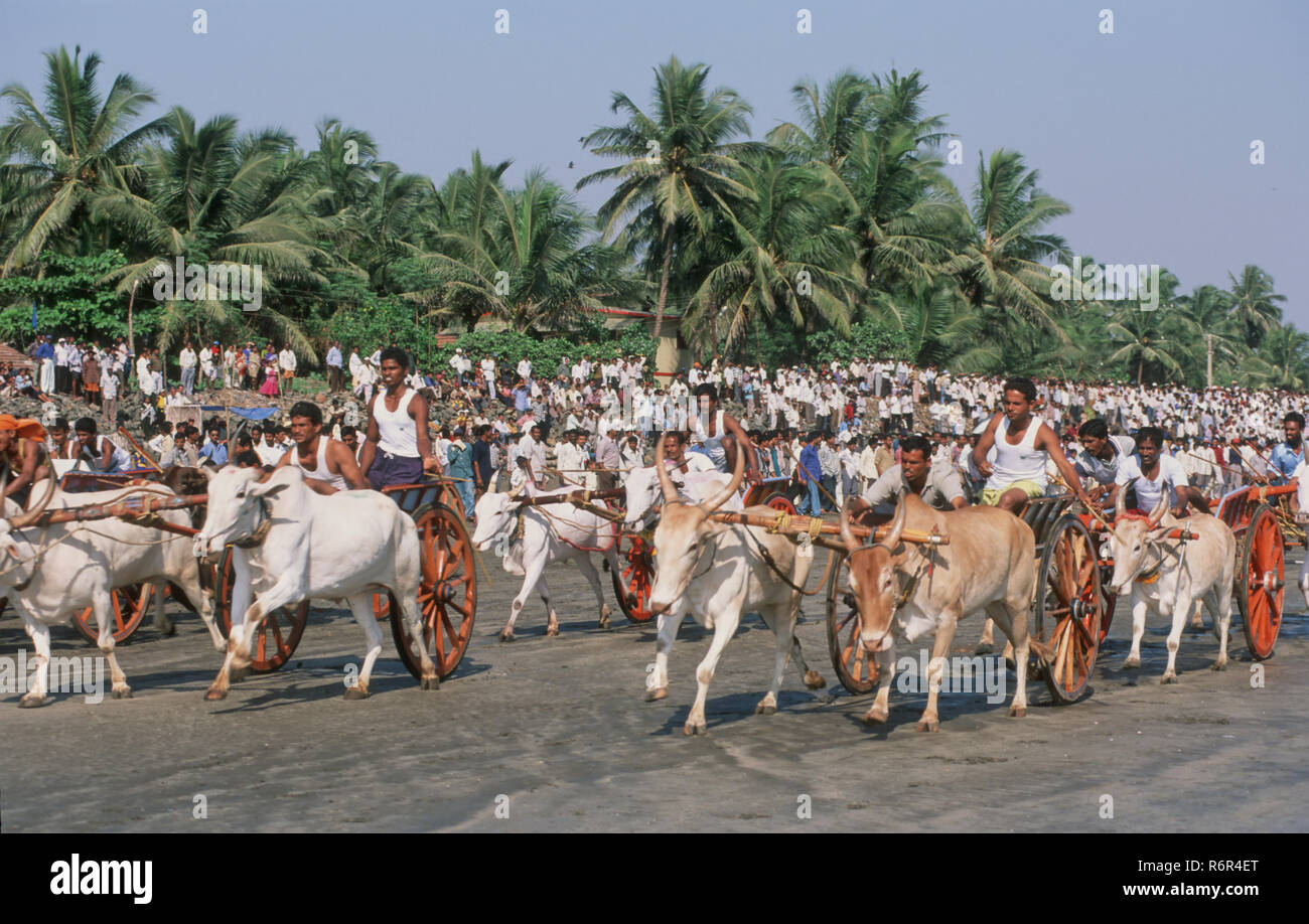 bullock cart race, alibaug, maharashtra, india Stock Photo