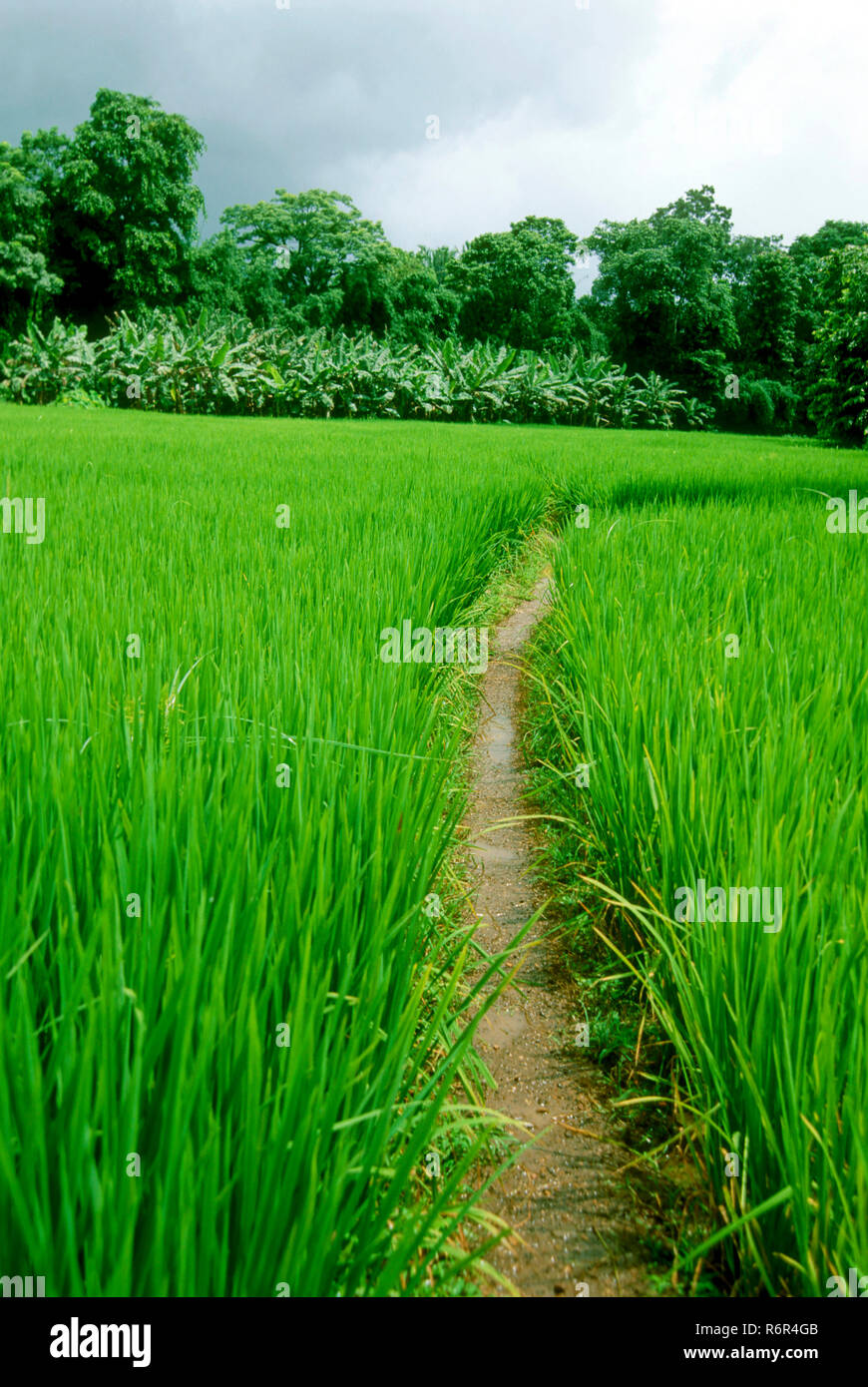 Kudal hires stock photography and images Alamy