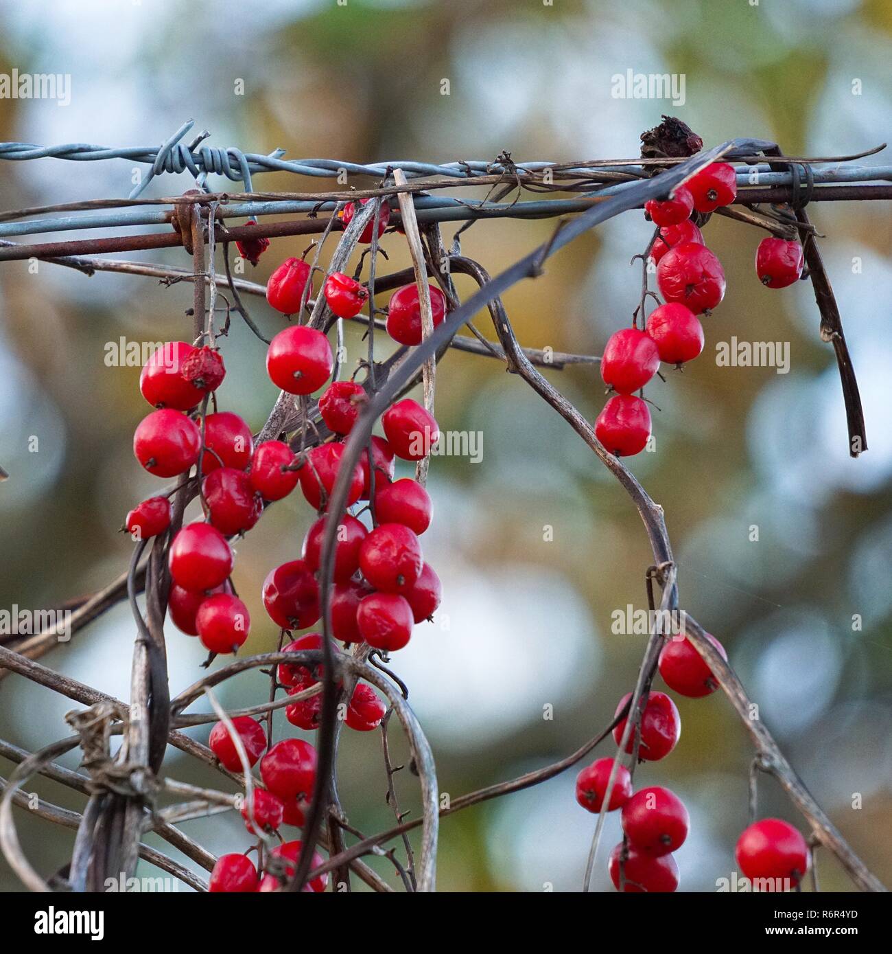 Red tree branches hires stock photography and images Alamy