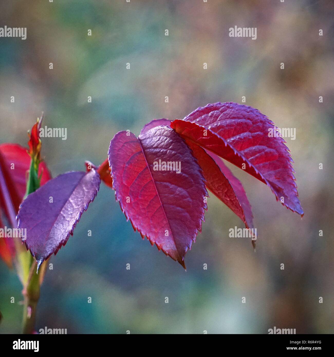 Red tree branches hires stock photography and images Alamy