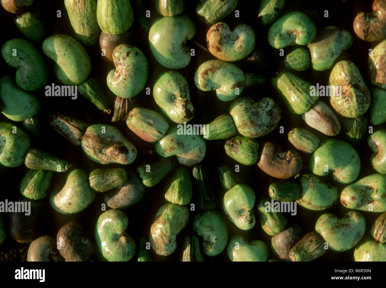 Fruits, pile of cashewnuts, Kankavali, Maharashtra, India Stock Photo