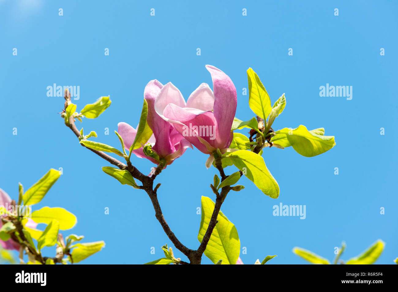Bloom of magnolia tree on blue sky. Bloom of spring flowers on sunny ...