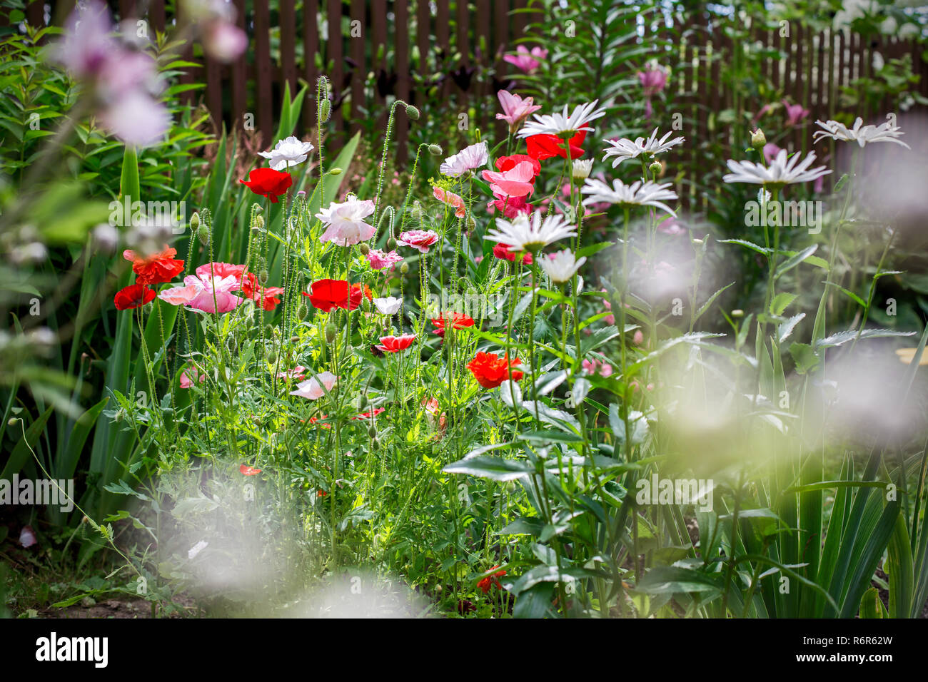 Poppies and chamomiles in the summer garden Stock Photo - Alamy