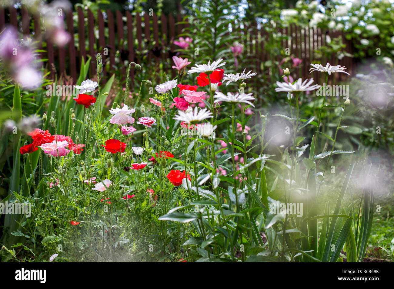 Poppies and chamomiles in the summer garden Stock Photo - Alamy