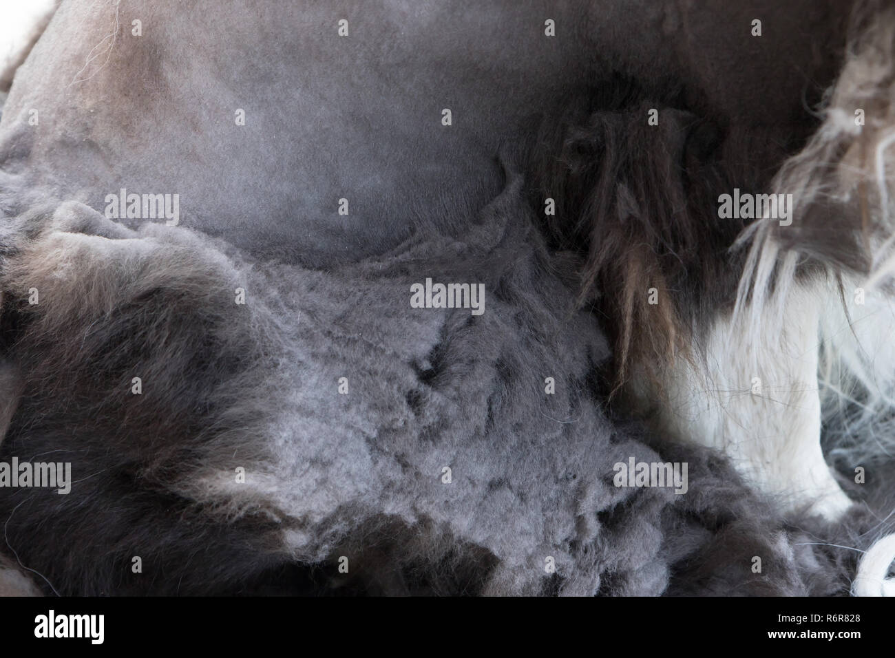 Closeup view of the unhealthy neglected coats of the dog Stock Photo
