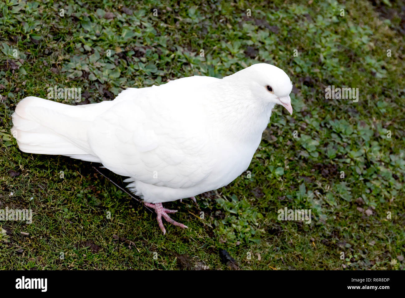 Wild white pigeon in the park Stock Photo Alamy
