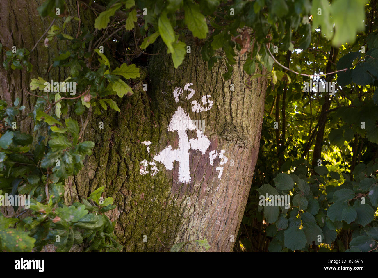A painted white direction sign on the bark of a tree in Stonor, Oxfordshire shows the directions of the footpaths Stock Photo