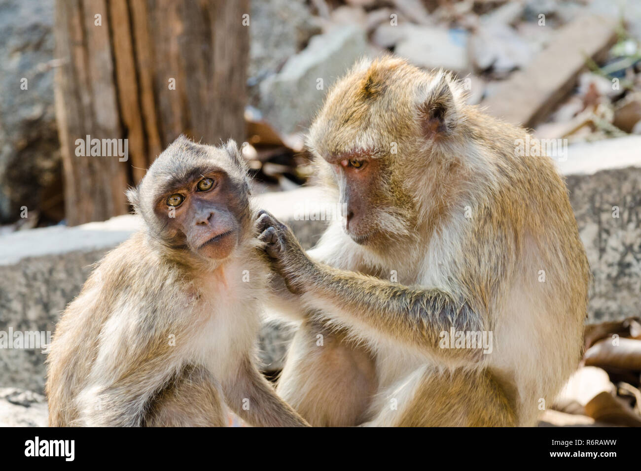 Rhesus macaque monkeys (Macaca Mulatta) grooming in Wat Khao Takiap, Hua Hin, Thailand Stock Photo