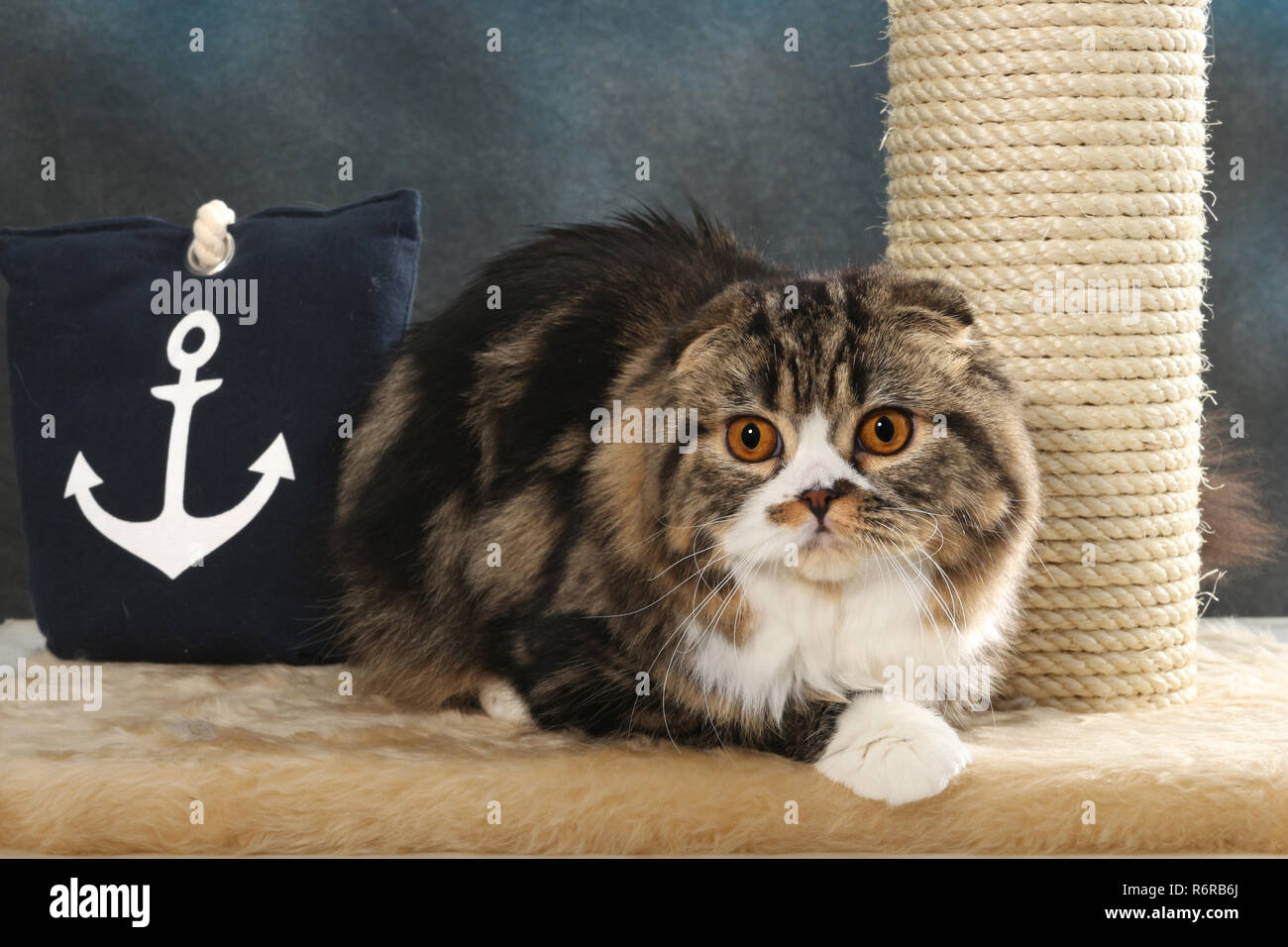 highland fold, black tabby white (classic), sitting on a pillow Stock Photo