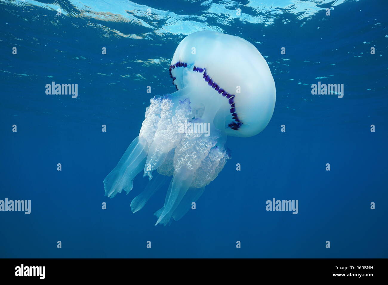A barrel jellyfish, Rhizostoma pulmo, underwater in the Mediterranean sea, Medes Islands, Costa Brava, Spain Stock Photo