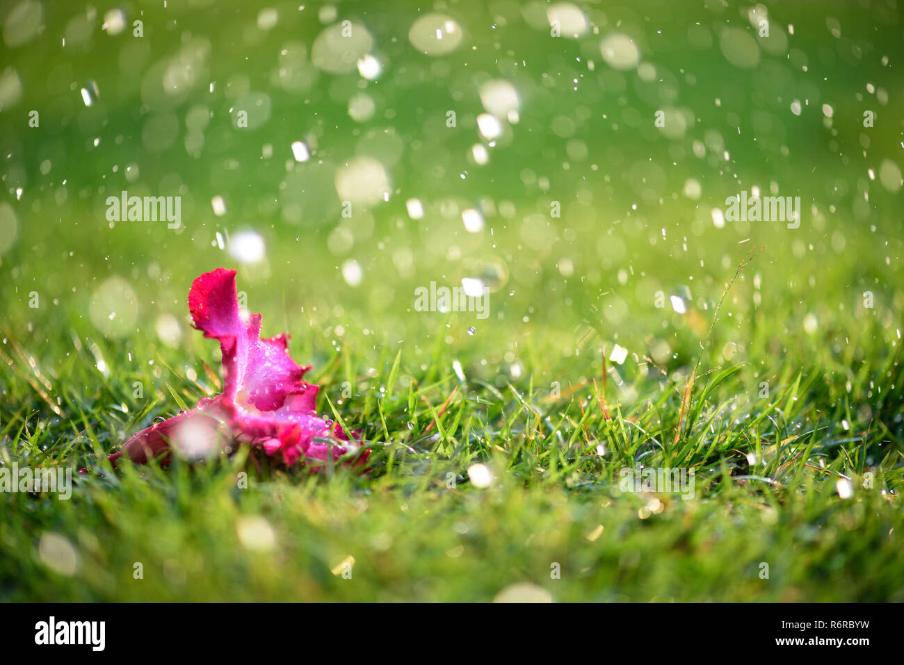 Soft focus of Close up on alone Pink flower with heavy raining on ...