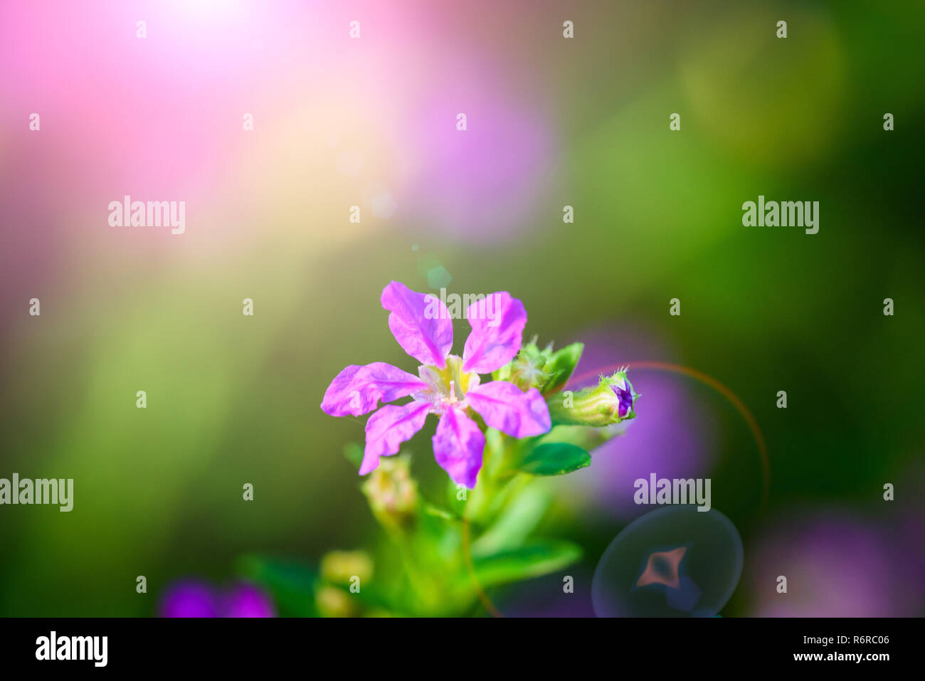 Soft focus beautiful purple Cuphea hyssopifolia flower Stock Photo