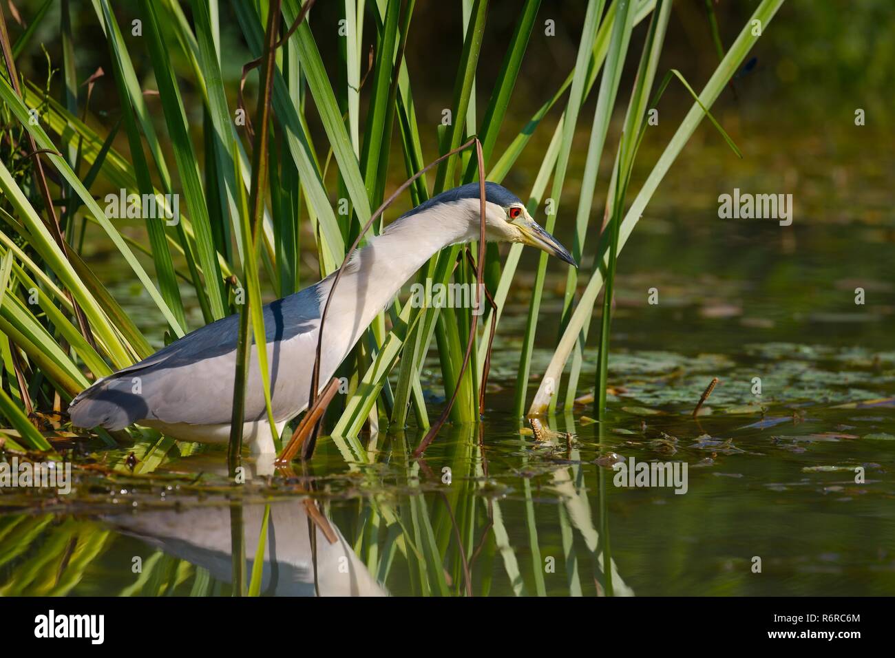 Bird fishing in the lake Stock Photo